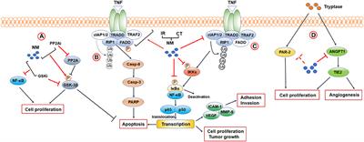 The Molecular Aspect of Antitumor Effects of Protease Inhibitor Nafamostat Mesylate and Its Role in Potential Clinical Applications